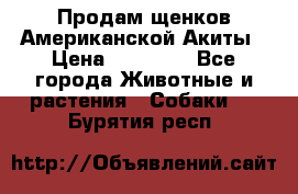 Продам щенков Американской Акиты › Цена ­ 25 000 - Все города Животные и растения » Собаки   . Бурятия респ.
